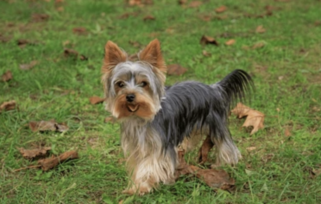 Pepa